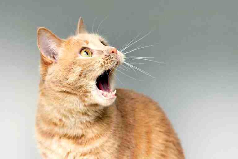 Cat Behavior Demystified Excessive Meowing Cats And Kittens Central