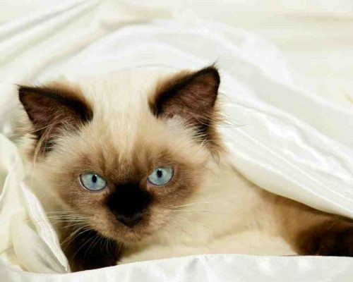 Adorable Siamese Kitten Peeks Out From Between A Set Of White Satin Sheets