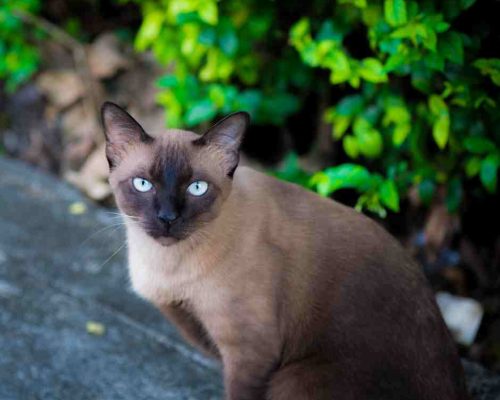 Beautiful Siamese Cat Poses In Front Of A Lush Green Bush Outdoors
