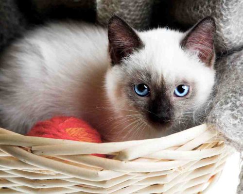 Cute Little Siamese Kitten Has Found Her Way Inside A Basket Of Yarn. Beside Her Is An Orange Ball Of Yarn