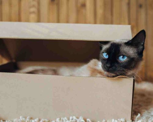 A Pretty Siamese Cat Peeks Out From Inside Of Filing Box. Her Blue Eyes Are Very Vibrant Against The Gray Cardboard