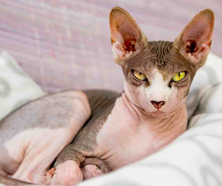 Sphynx Cats All About The Hairless Sphynx Cat Breed