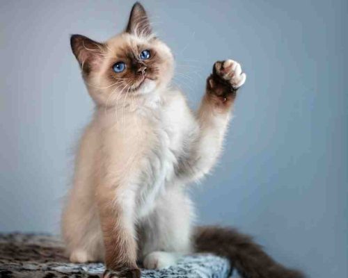 Cute Siamese Kitten Holds Up A Paw As If Waving Hello Or Goodbye