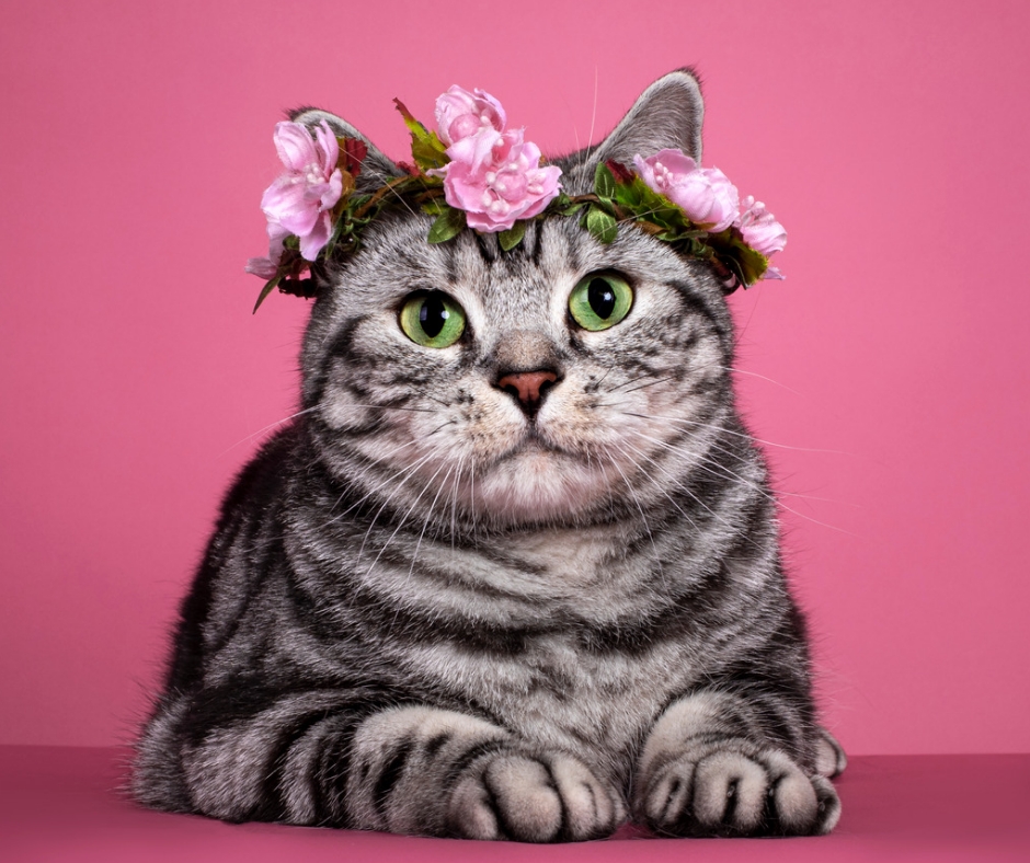 150 Unique Female Cat Names Cats And Kittens Central