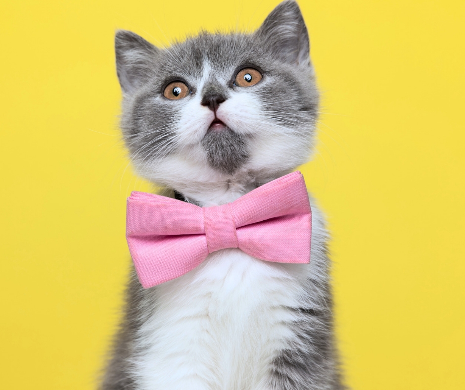 Kitten wearing a bowtie