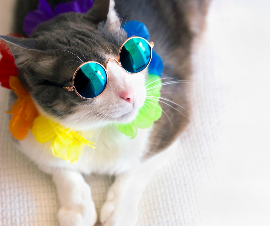 Cat Names mascot, Julius