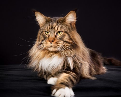Photo of gorgeous Maine Coon cat with a black background