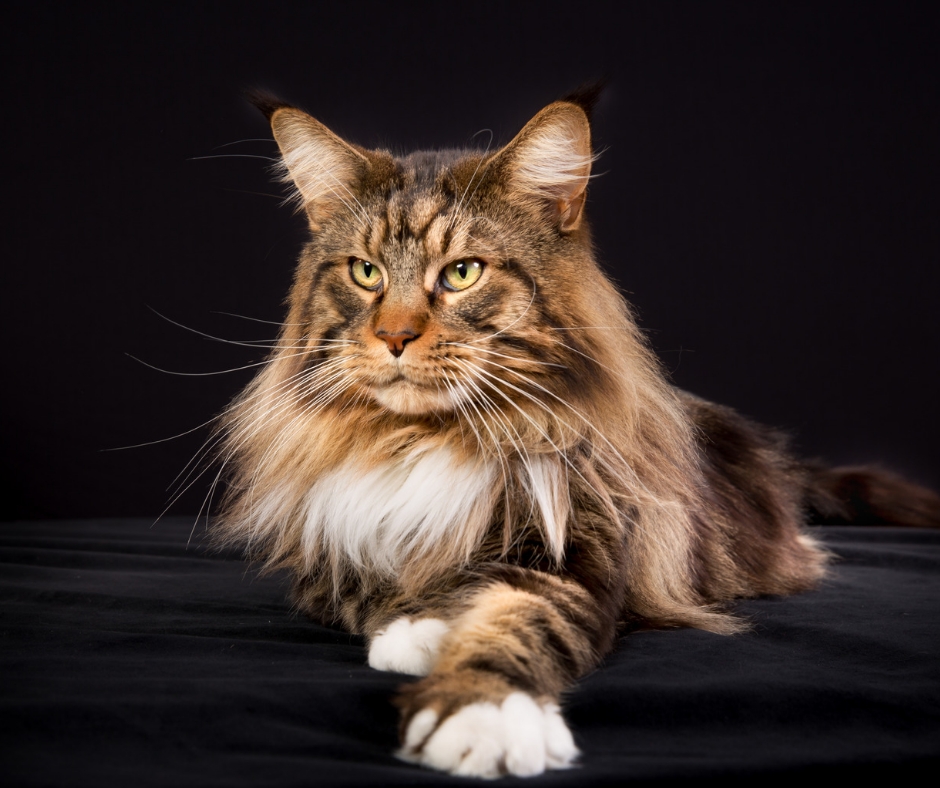 Photo of gorgeous Maine Coon cat with a black background