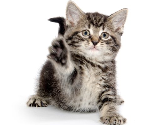 Adorable Gray Kitten Seems To Be Saying Hello With His Paws Showing That Cats Do Speak