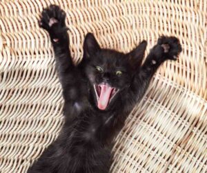 Cute black kitten says "pick me!" There are black cats for adoption in the UK, too!