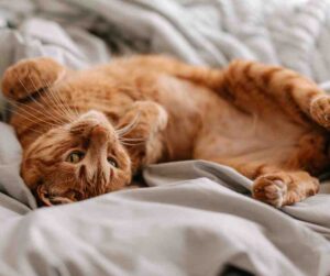 Photo of an orange tabby cat luxuriating on his owner's bed