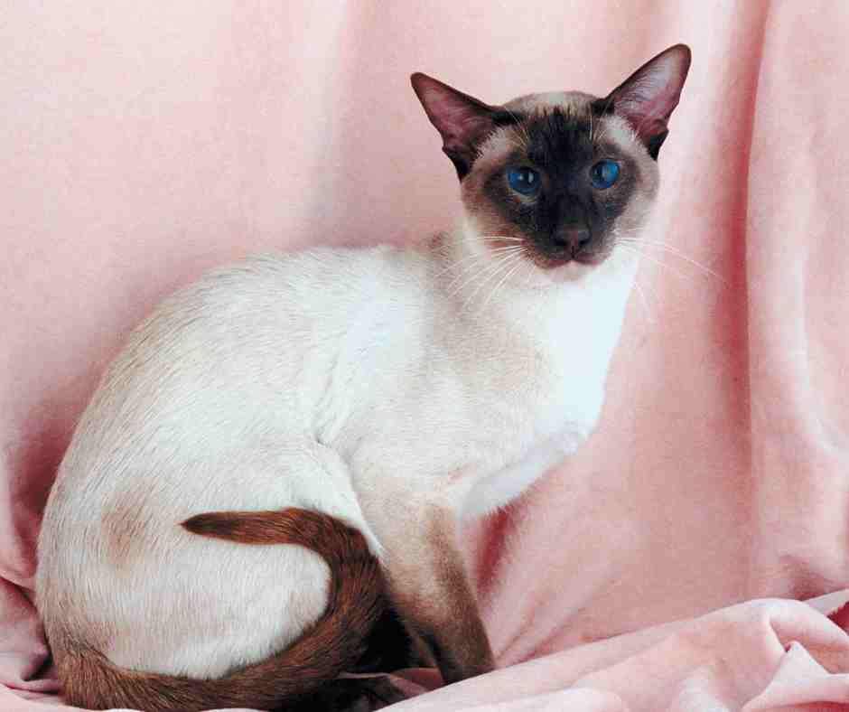 Unique Siamese Cat Names Suggestions - Cat Adoptions Central