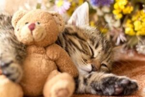 Adorable Tabby Kitten