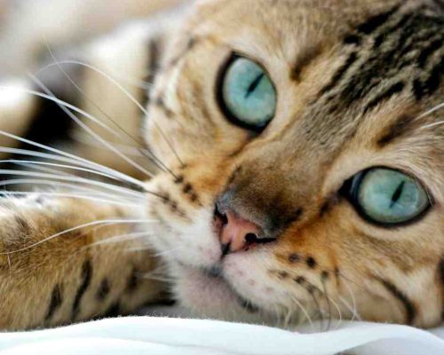 Bengal Cat Photo