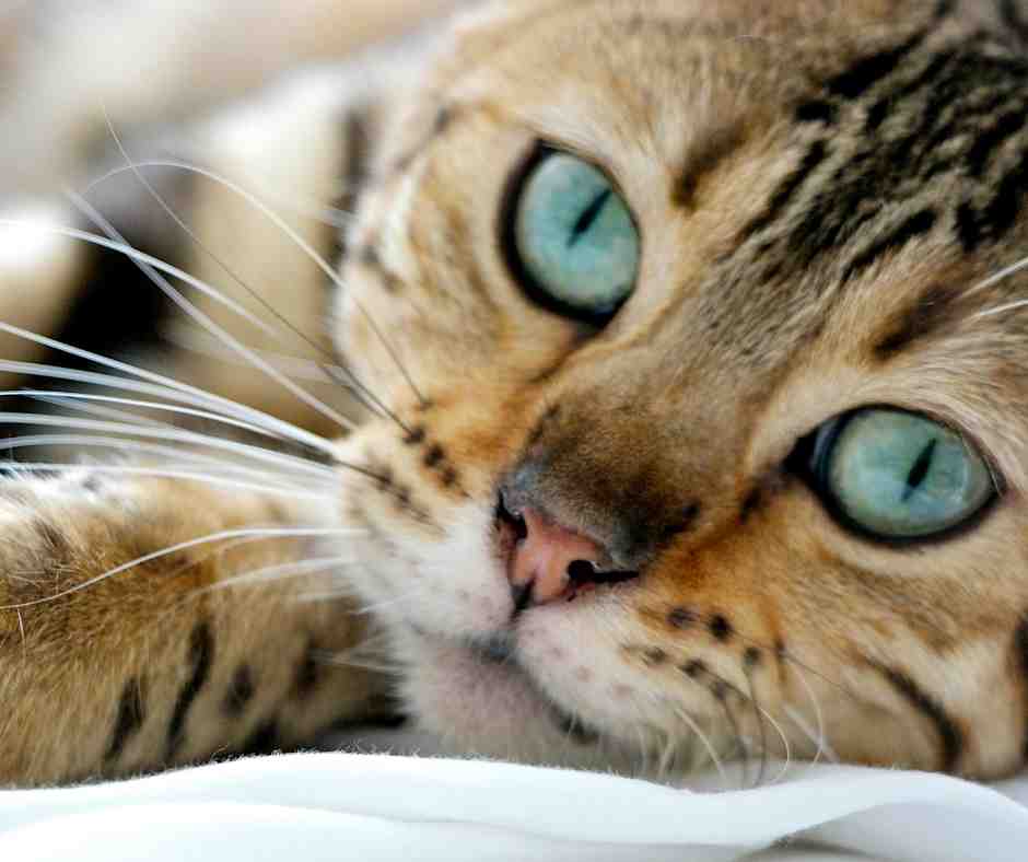 Bengal Cat Photo