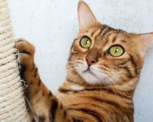 Bengal cat photo