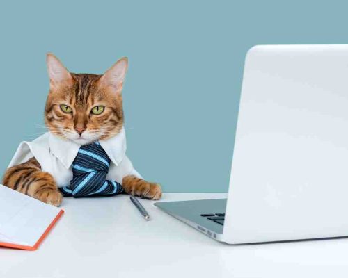 Cat sitting at news desk