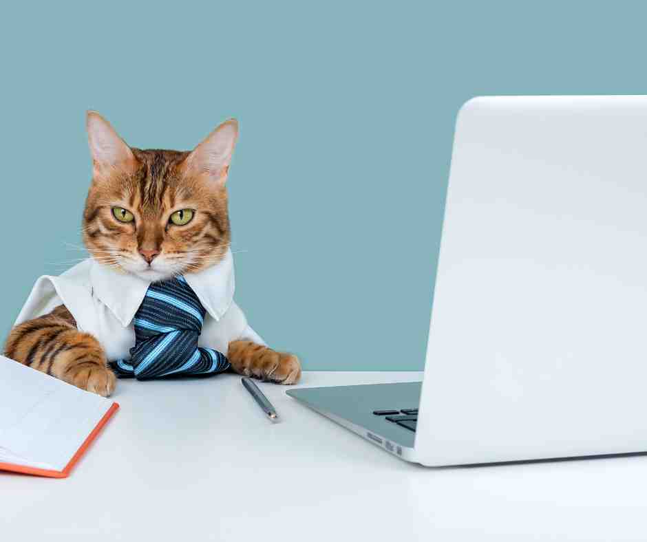 Cat sitting at news desk