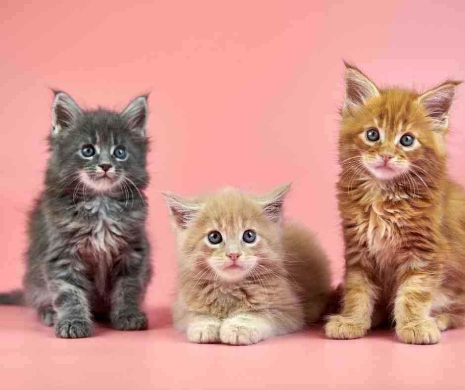 Maine Coon kittens