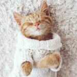 Cute kitten wearing a sweater