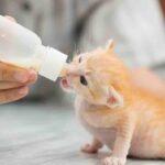 Caring for newborn kitten
