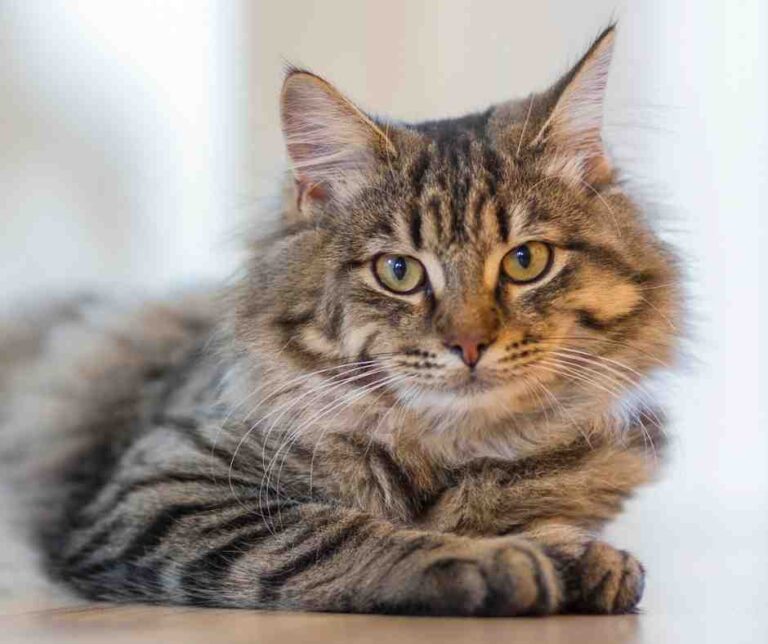 Scorpio Cat Horoscope For December 2023 3 Scorpio cat horoscope for december 2023
