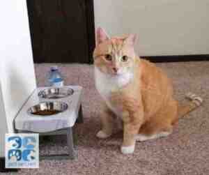 Simba, an orange tabby cat for adoption in Calgary Alberta Canada