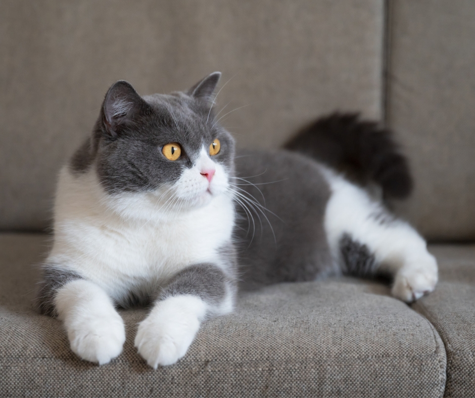 Bicolor cats photos-a Grey and white cat
