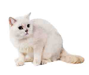 cute munchkin cat for adoption