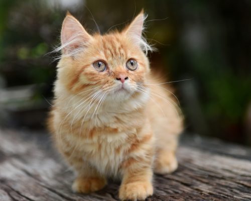 Photo Of An Adorable Red Tabby Medium Coat Munchkin Kitten
