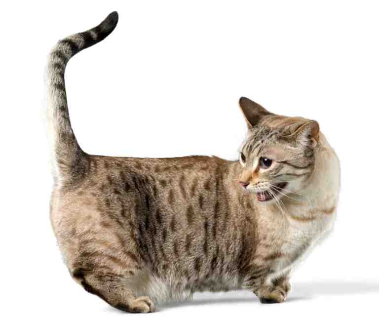 Munchkin Cats: The Adorable Breed With Short Legs And Big Hearts - Cat ...