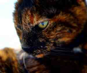 tortoiseshell cat photo