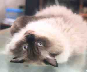 himalayan cat photo