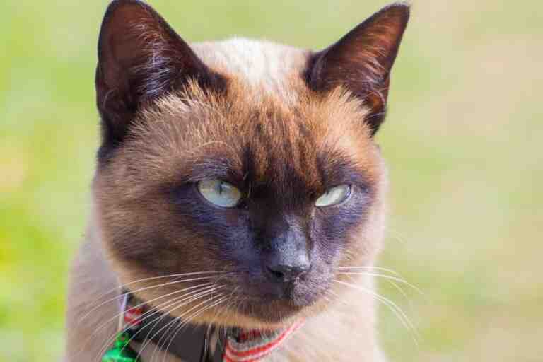 Cute Tonkinese Cat Outside