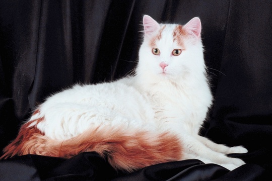 Turkish Van Cats: The Ultimate Feline Swimmers - Cat Adoptions Central