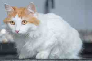 Turkish Van Cat