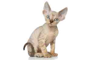 A Very Cute Devon Rex Kitten