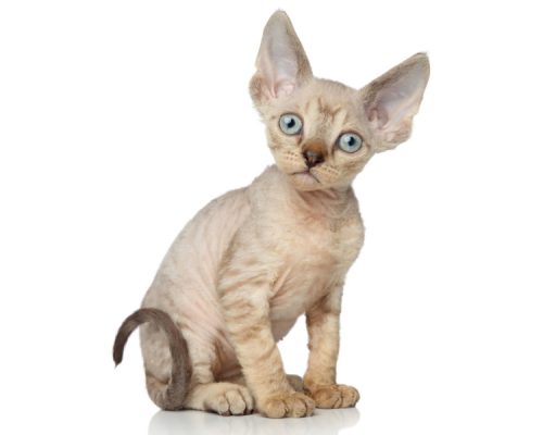 A Very Cute Devon Rex Kitten