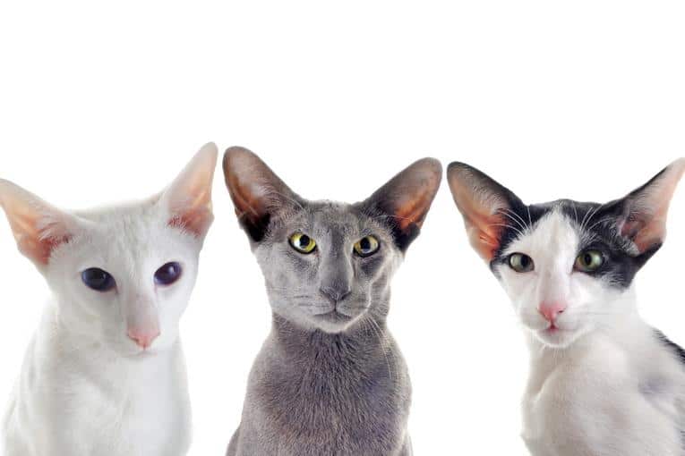 Trio of Oriental cats