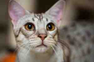 Ocicat Cats Picture