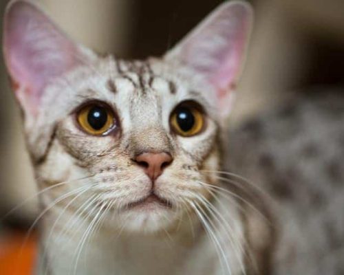 Ocicat Cats Picture