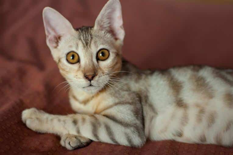 Ocicat photo