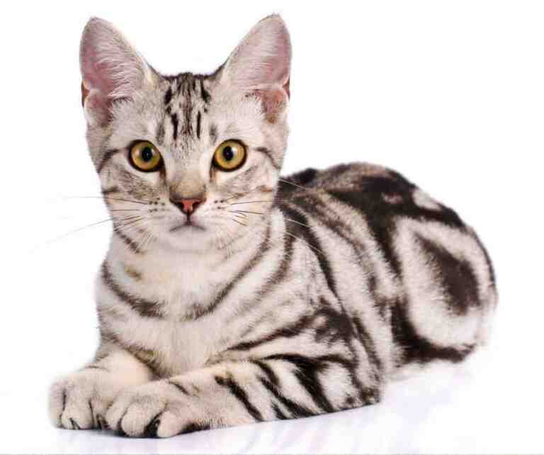 Stunning American Shorthair cat