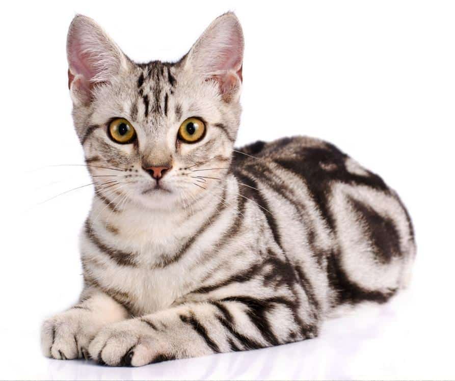 Stunning American Shorthair cat