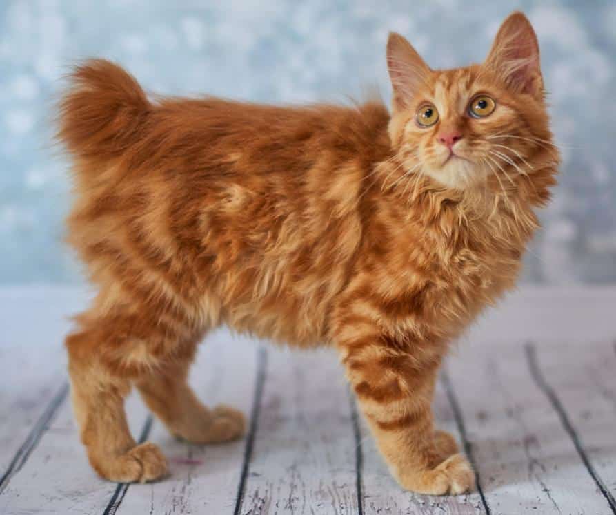American bobtail kitten