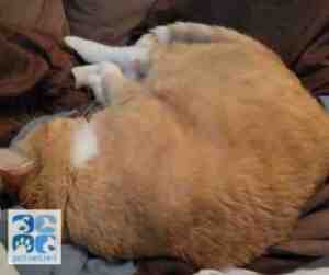 Simba rolled up like a ball