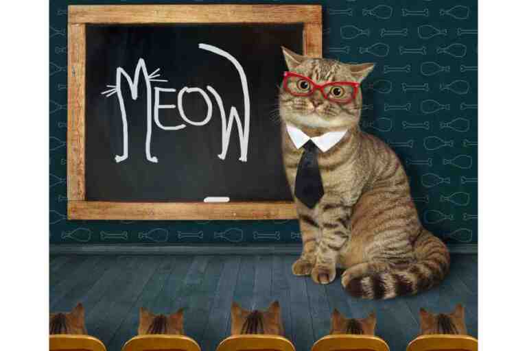 Funny image of a cat teaching other cats how to meowmeow_20231218_161707_0002