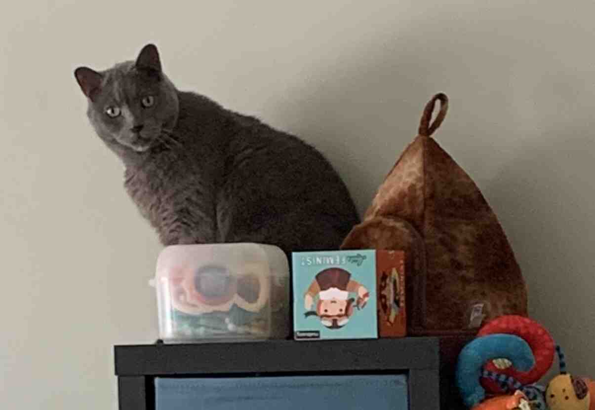 Adopt A Russian Blue Mix Cat In Edmonton, Alberta, Canada Meet Malum