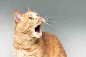Orange cat meowing loudly