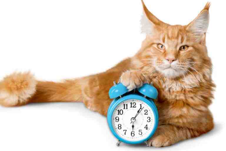 Picture of Cat Behavior Demystified - Excessive Meowing - Cat Adoptions Central